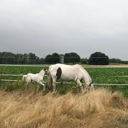 Am Pferdehof I * Juchen